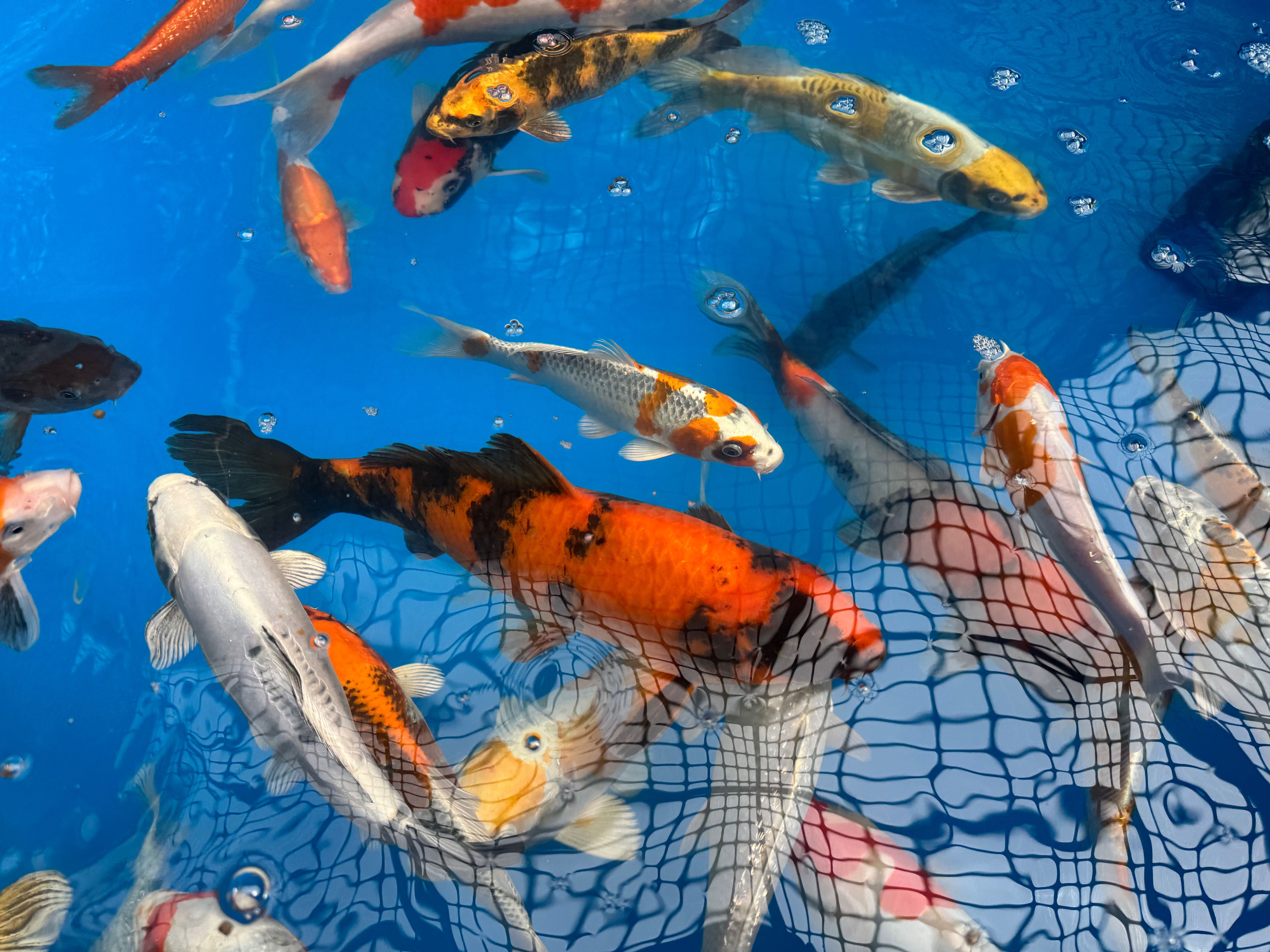 Karp KOI ryby oczko wodne