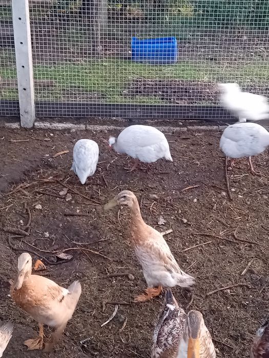 Perliczki zielononóżki kury perlice