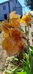 cannas picasso outro cors