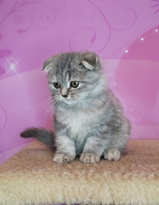 Чистокровний шотландський принц з ВАКЦИНАЦІЄЮ