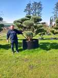 Bonsai-Niwaki formowane sosna cis jałowiec. Laurowiśnia jodła szmaragd