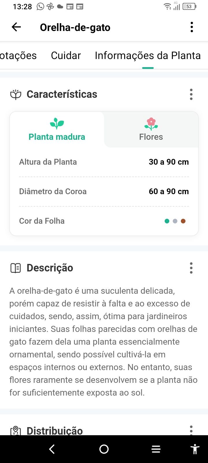 Plantas "orelha de gato" kalanchoe tomentosa