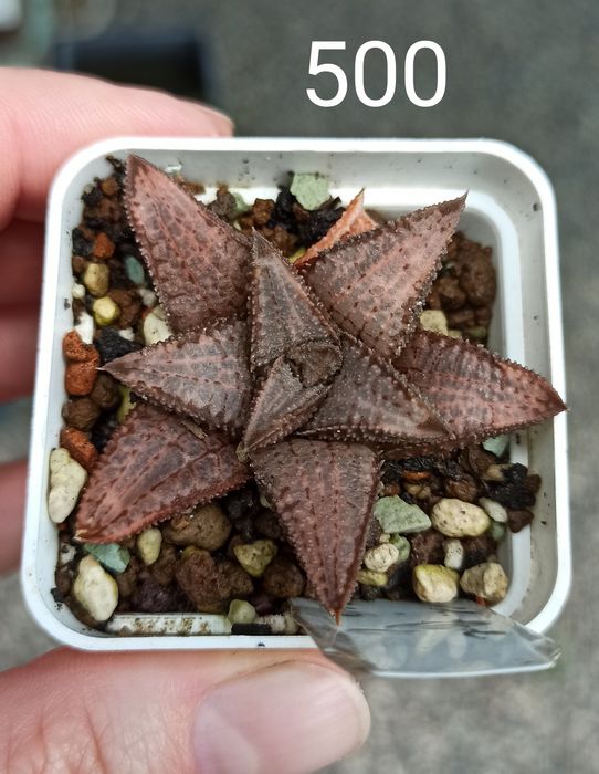 Хавортія Haworthia