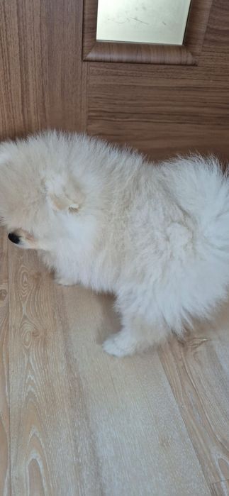 Szpic miniaturowy Pomeranian FCI Suczka