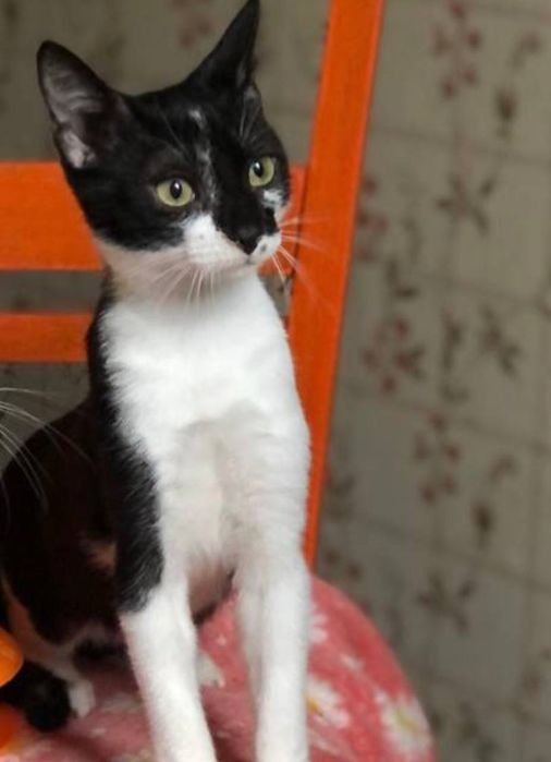 Котенок мальчик 8  месяца бесплатно