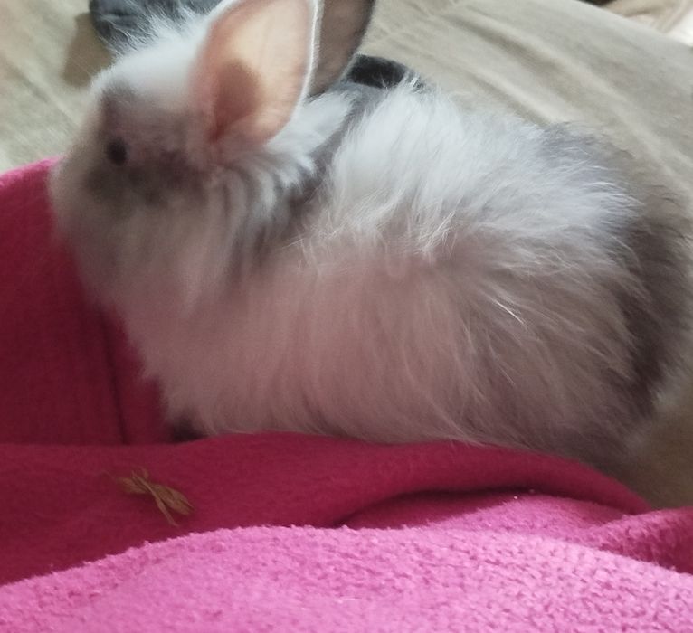 Miniatury króliczków angora i karzełek Tedy