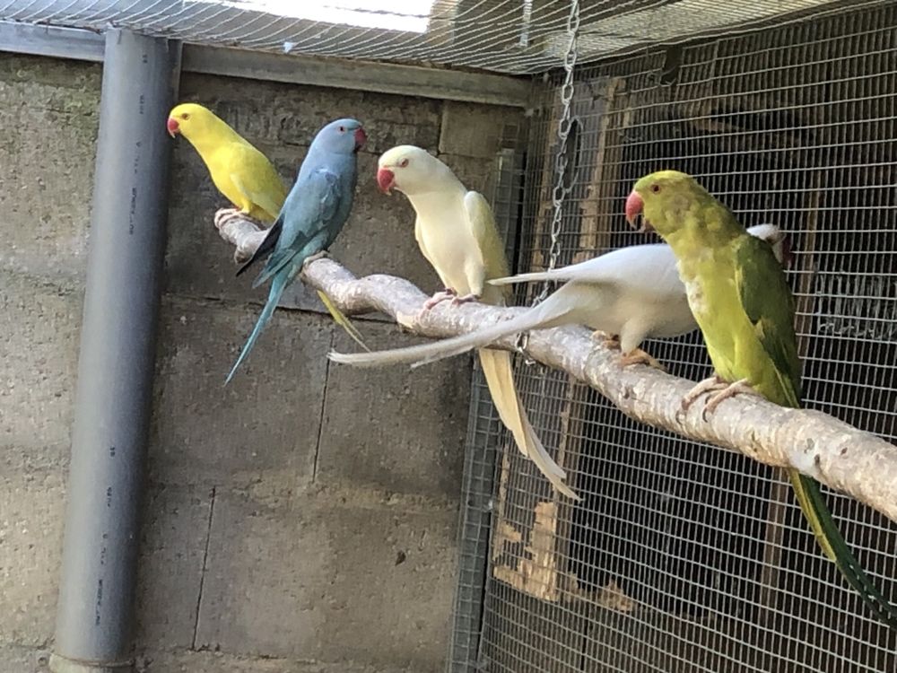 Casais de ring necks