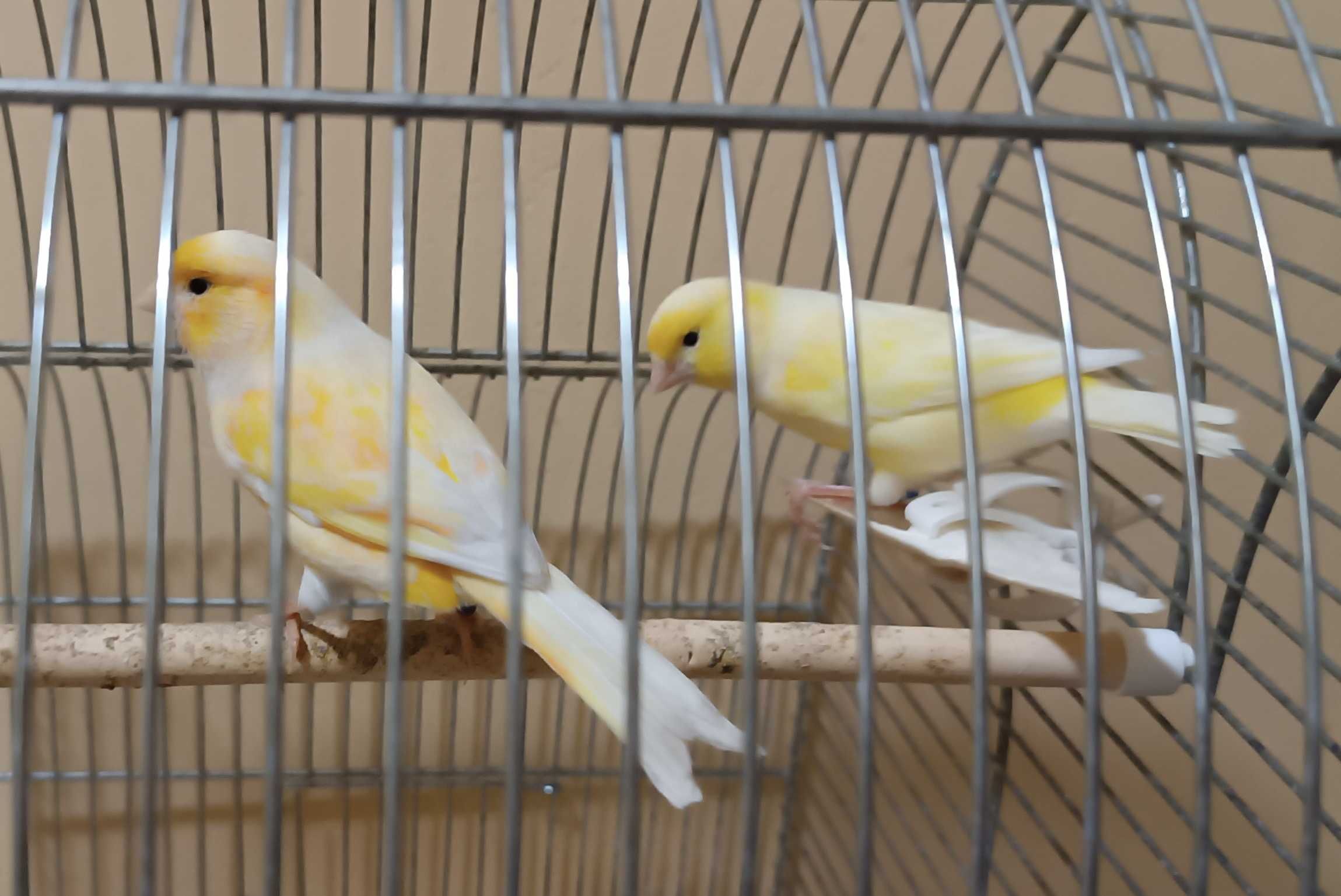 Kanarek, kanarki (samce i samiczki)