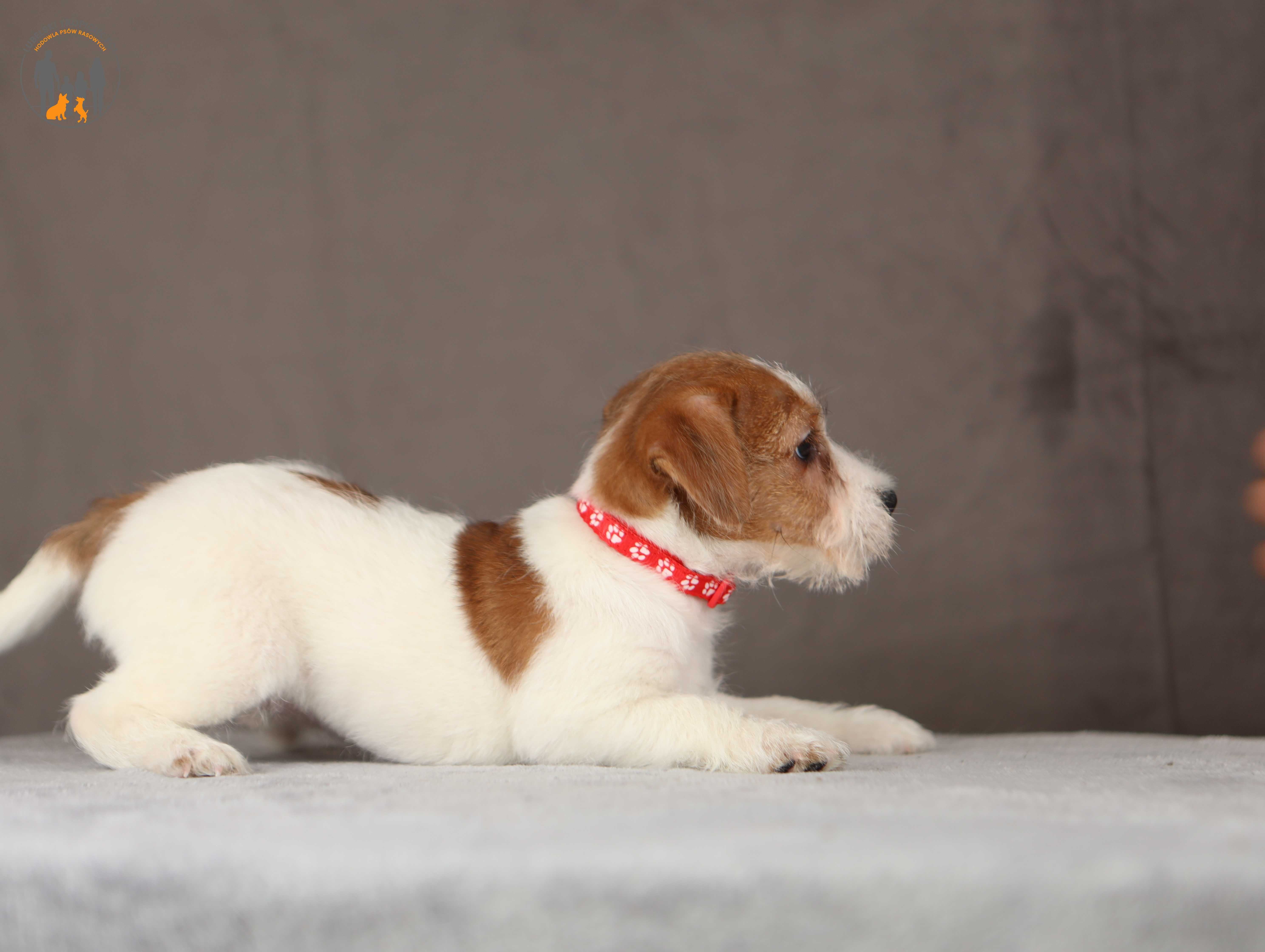 Jack Russell Terrier ZKwP FCI suczka po CH.PL rezerwacja