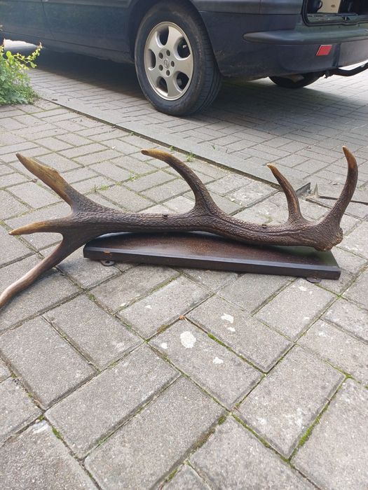 Róg jelenia na desce