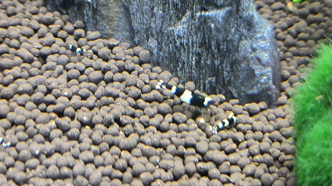 Krewetki Caridina Taiwan Bee Panda