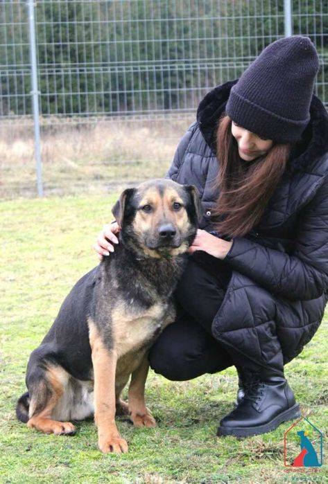 Jungi - cudowny piesek wypatruje smutnymi oczami domu  odmień jego los