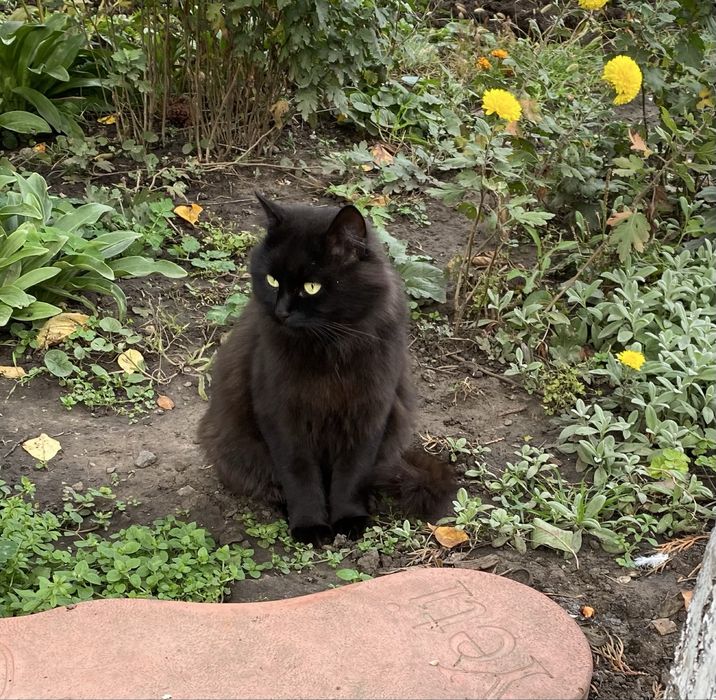Віддам кошечку в добрі руки.