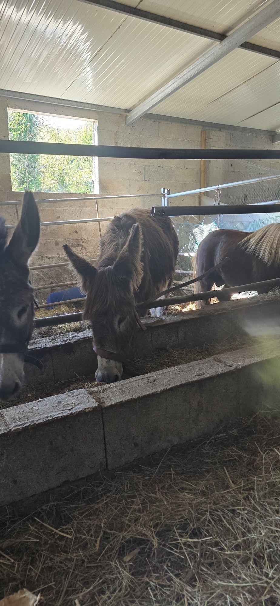 Casal de burros mansos