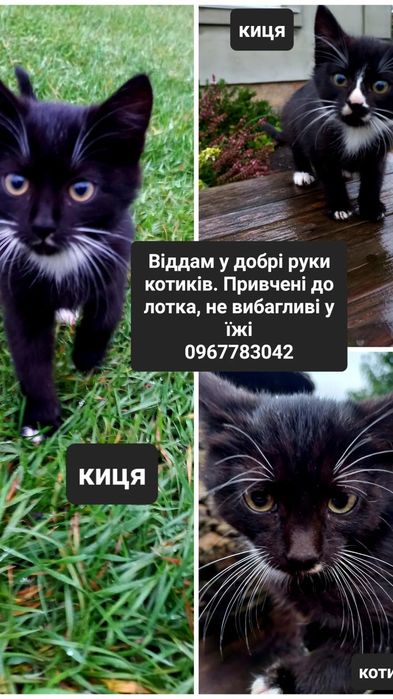 Віддам в добрі руки кошенят