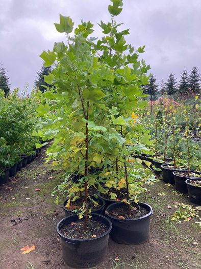 TULIPANOWIEC Amerykański 'Tulipifera' 1.8-2m WYS. Donica 65l Leszno