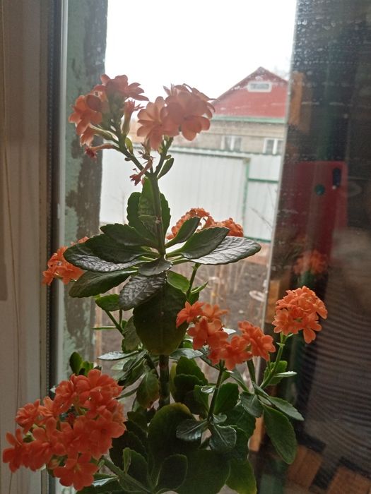 Каланхой цветущий