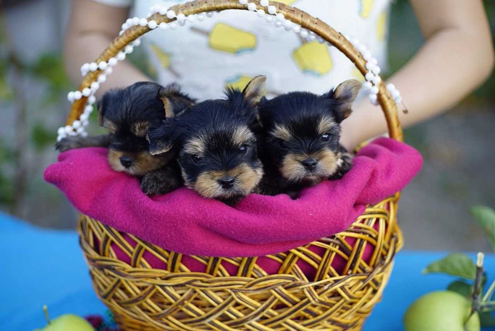 Цукерочка в кишені — йорик-дюймовочка, вага до 1,5 кг!