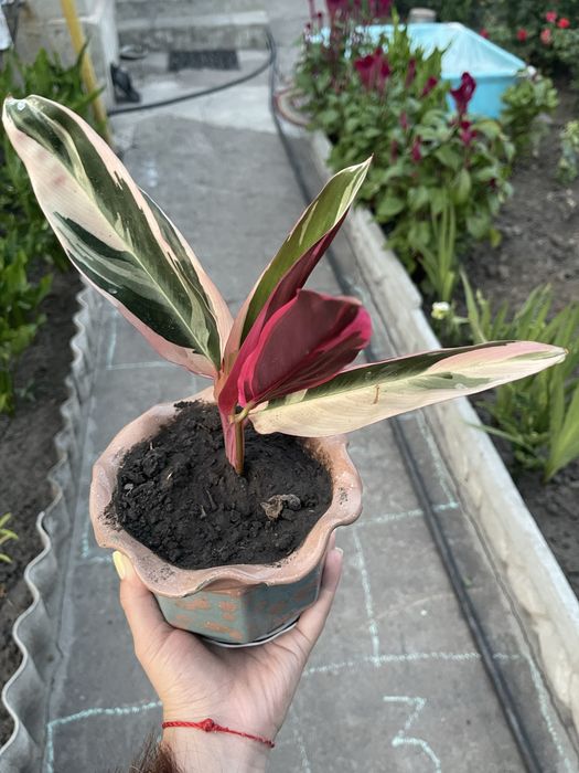 Строманта триостар