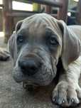 Dogue Alemao Isabela