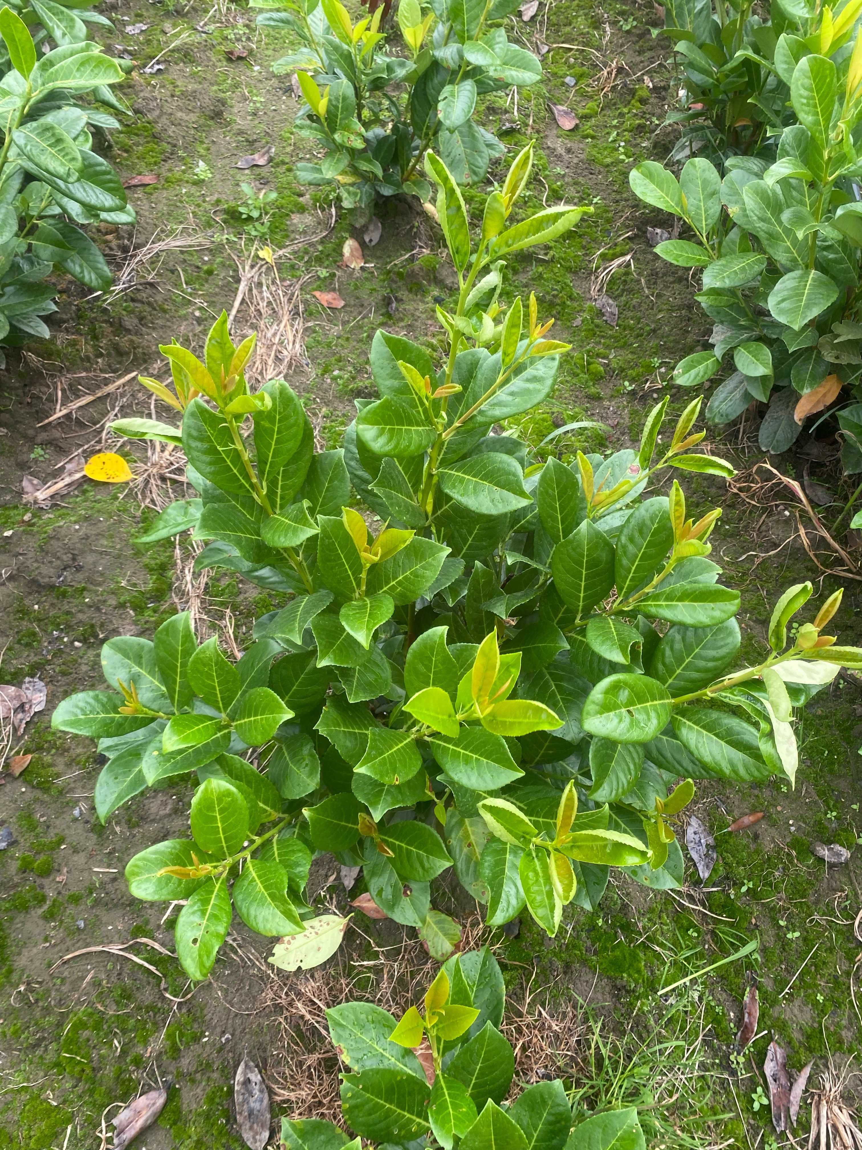 Laurowiśnia wschodnia Novita! Caucasica! Rotundifolia! 150 cm! Prunus!