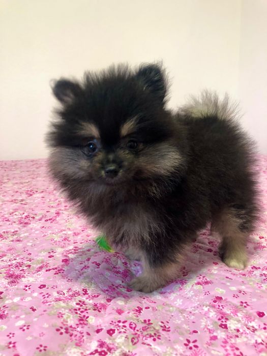 Lulu da Pomerânia Macho Mini