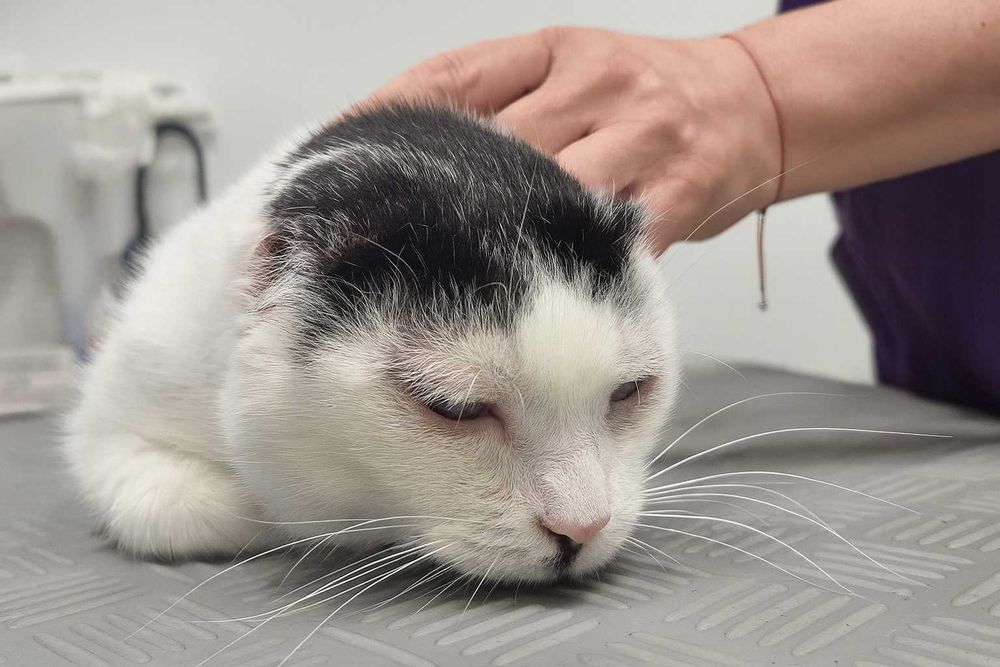 Poznań i okolice - kocurek Adolfik szuka domu