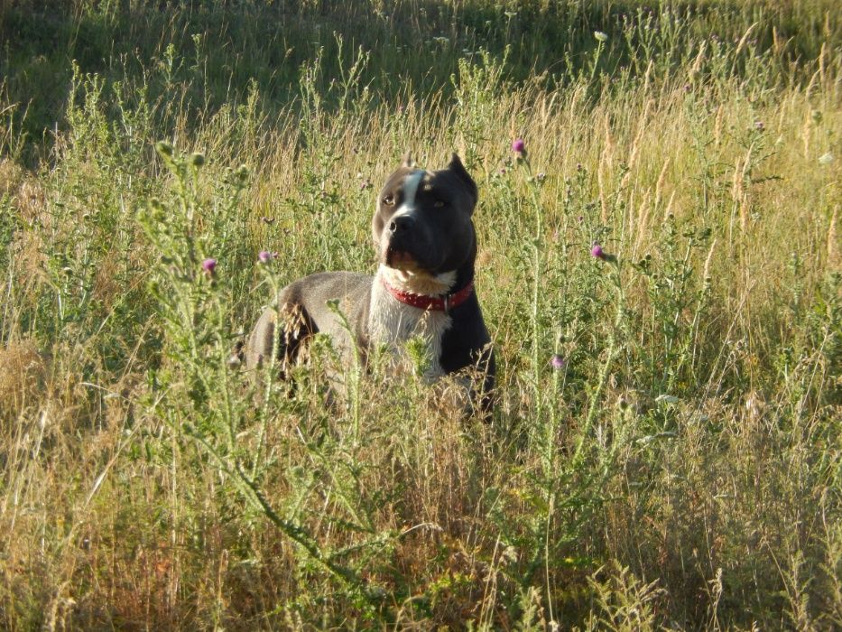 Амстафф. Вязка. Голубой.