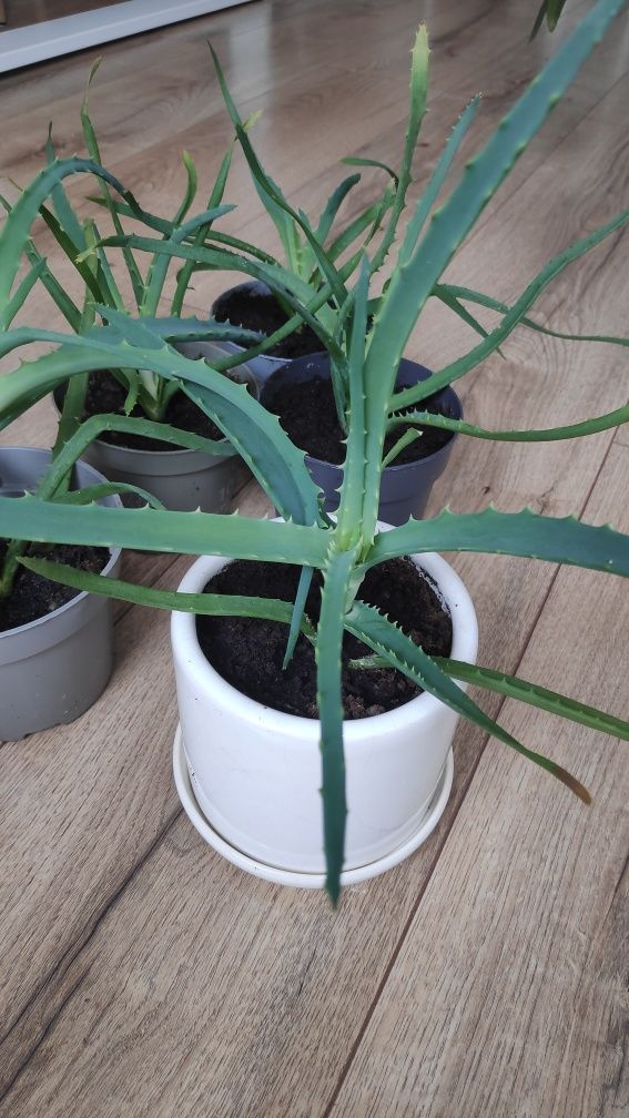 Aloes drzewiasty Aloe ARBORESCENS leczniczy