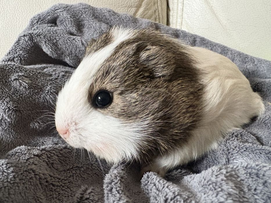 Świnka morska samczyki