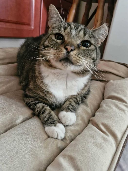 Przygarnij pulchnego kotka :)