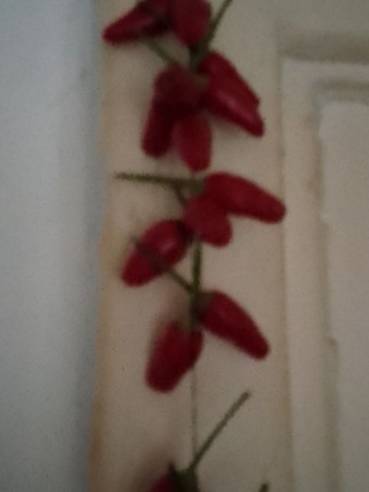 перец чили очень острый  2-3см 
высылаю по Украине цена за 1штуку 
уро