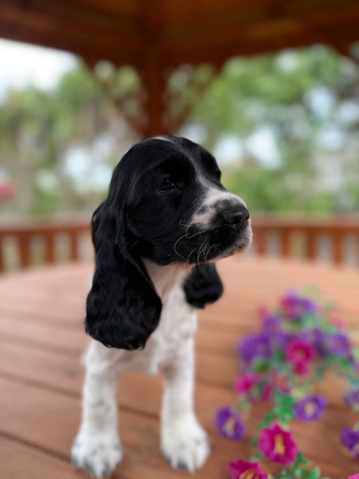 Wyjątkowa! Sunia Cocker Spaniel Angielski oreo z rodowodem