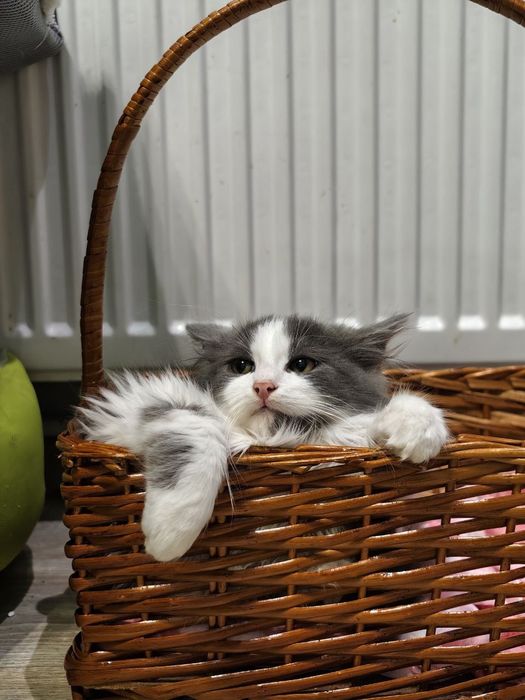 Шикарний котик у найкращу родину