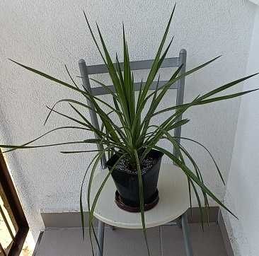 JUKA Yucca Faxoniana- mrozoodporna