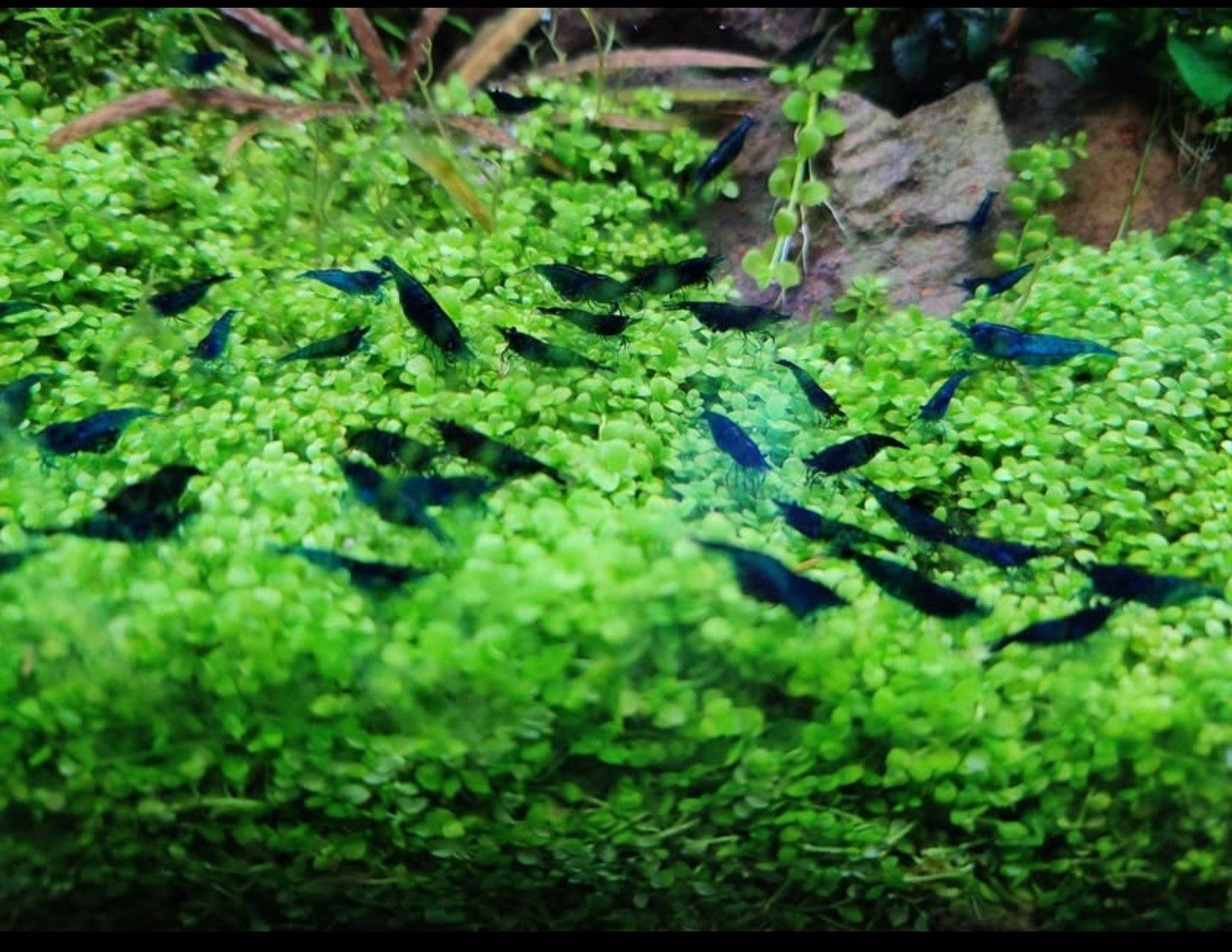 Camarões azuis neocaridina Blue Dream