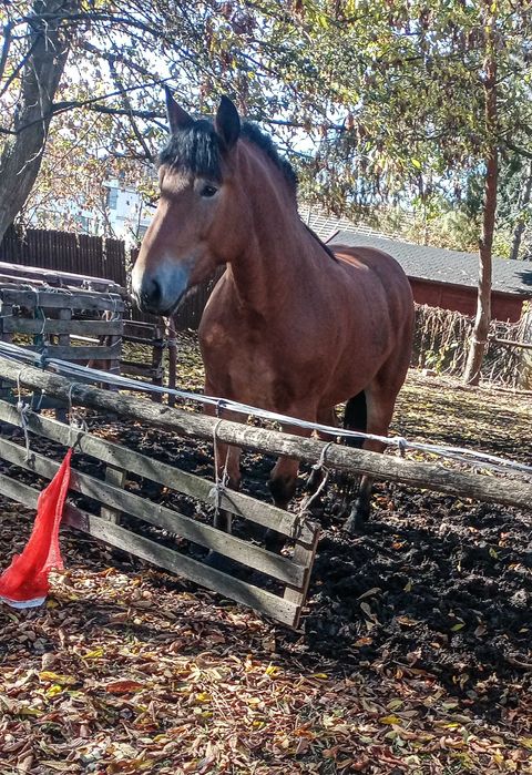 Sprzedam wysoką klacz do zaprzęgu