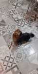 Piesek Yorkshire Terrier z 4pokoleniowym rodowodem-gotowy do odbioru