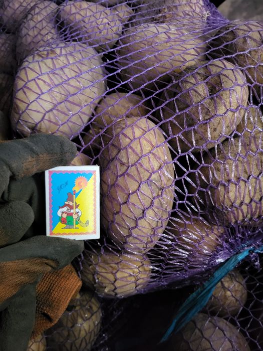 Продам картоплю дуже смачна, ДОСТАВКА. БЕЗ ХІМІКАТІВ бульба картофель