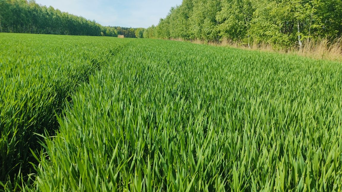 Pole grunty orne KRUS  instalacja PV możliwa dzierżawa