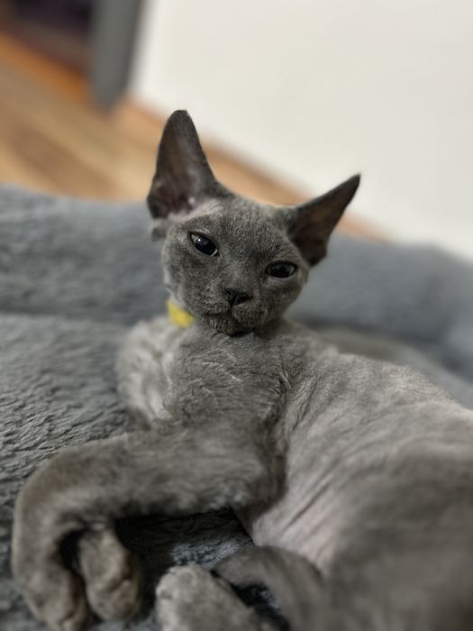 Devon rex wolna kotka