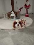 Cavalier King Charles Spaniel blenheim  piesek rezerwacja
