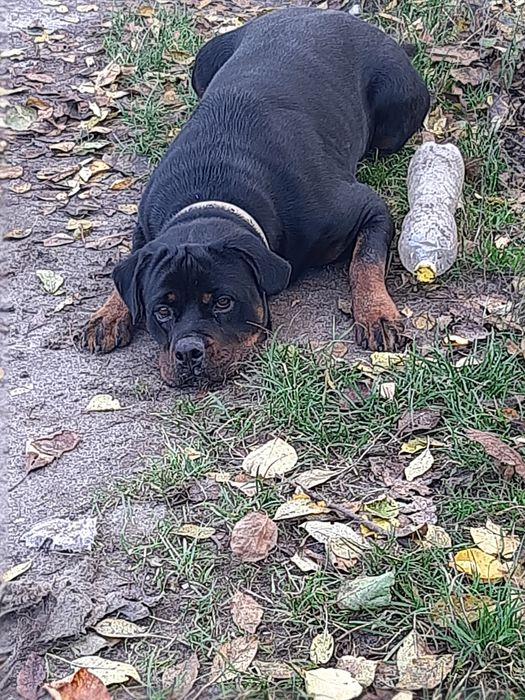 Чудові хлоп'ята-ротики