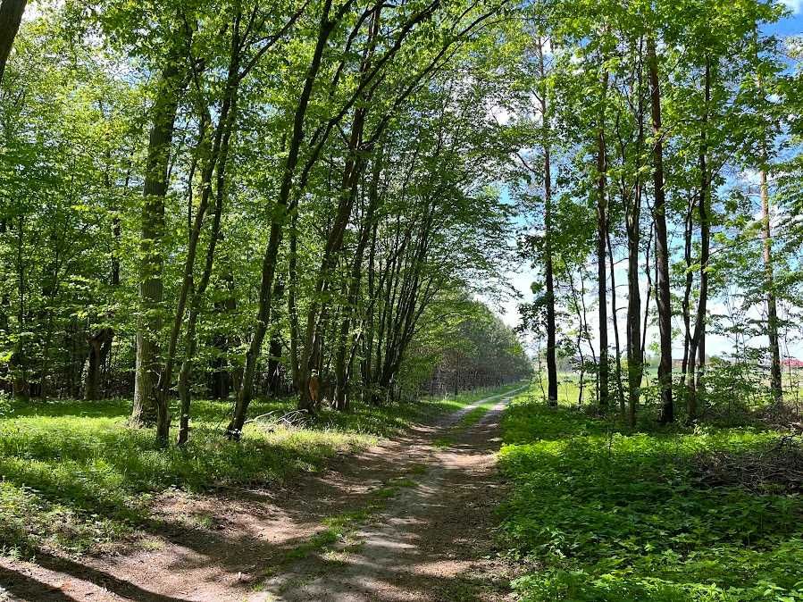 Uzbrojona działka budowlana w Radomku. Cisza, las i spokój.