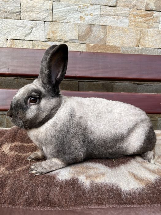 kroliki sallander samce/samice