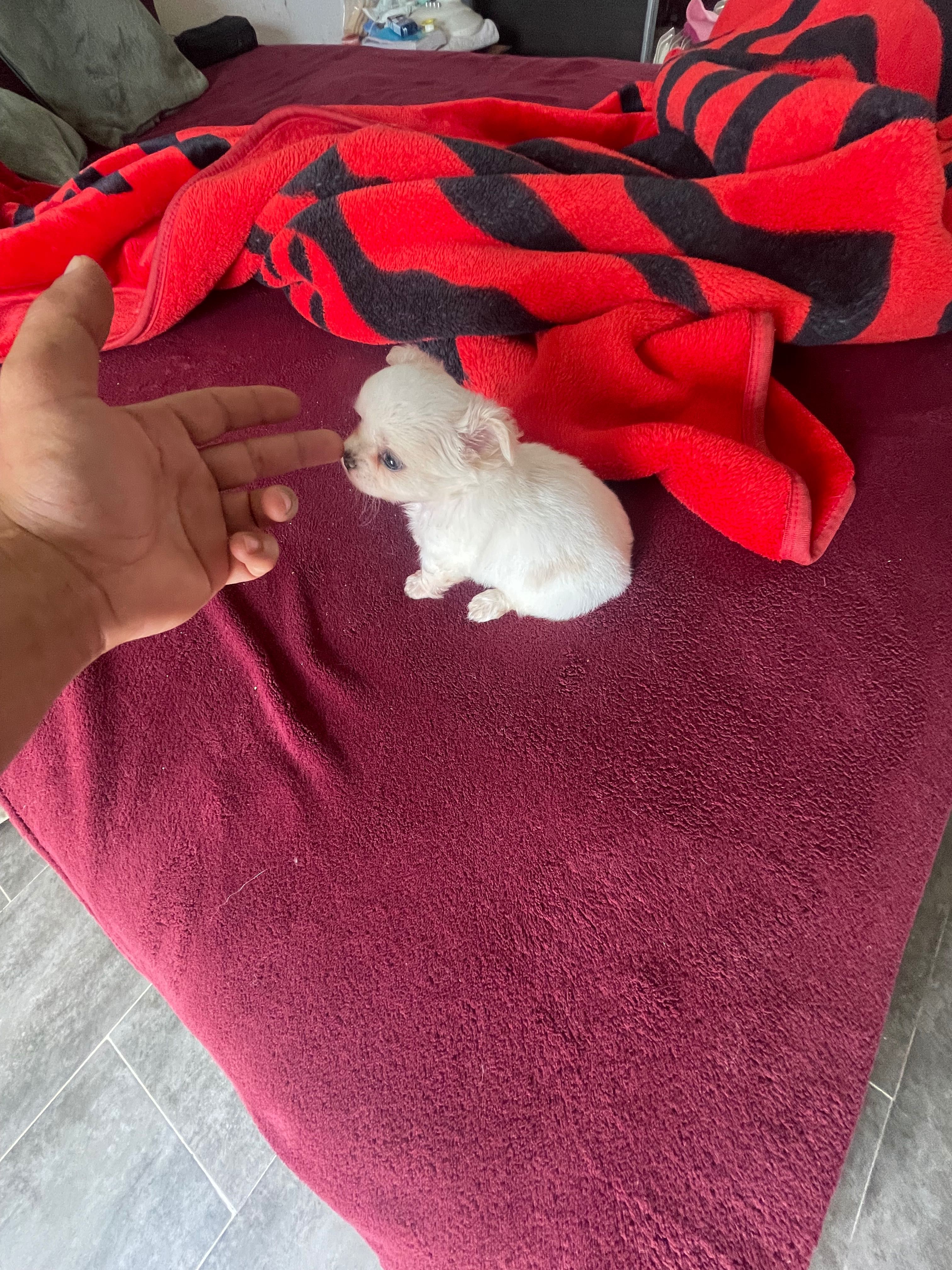 chihuahua macho  de  pelo longo