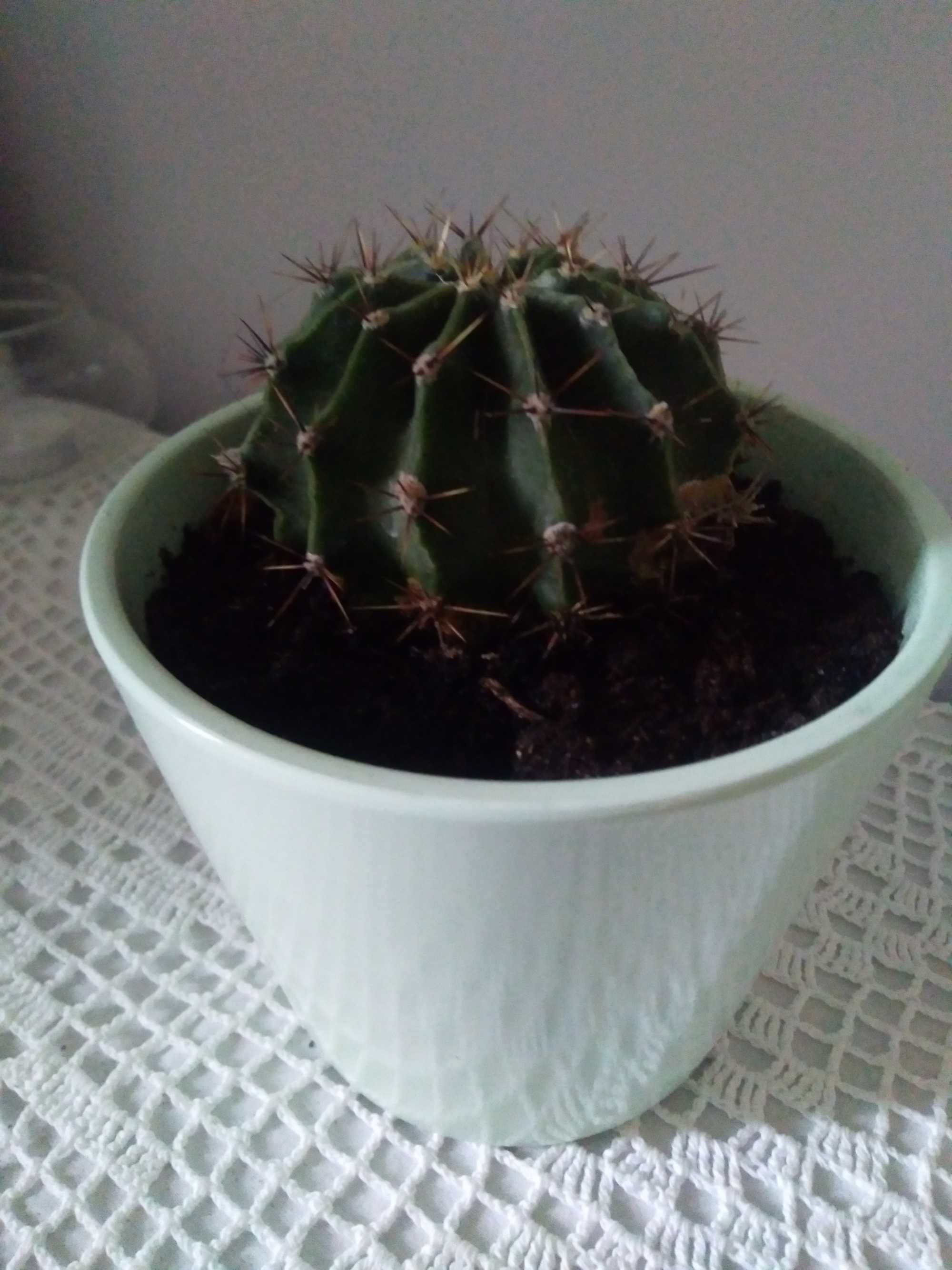 Echinopsis kwitnący kaktus roślina żywa doniczkowa zielona