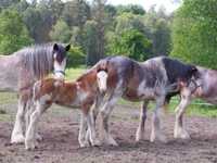 Piękna klaczka Clydesdale