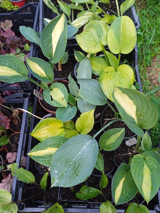 Hosta funkia sadzonka