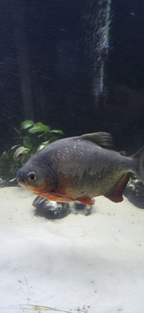 Piranie red pacu
